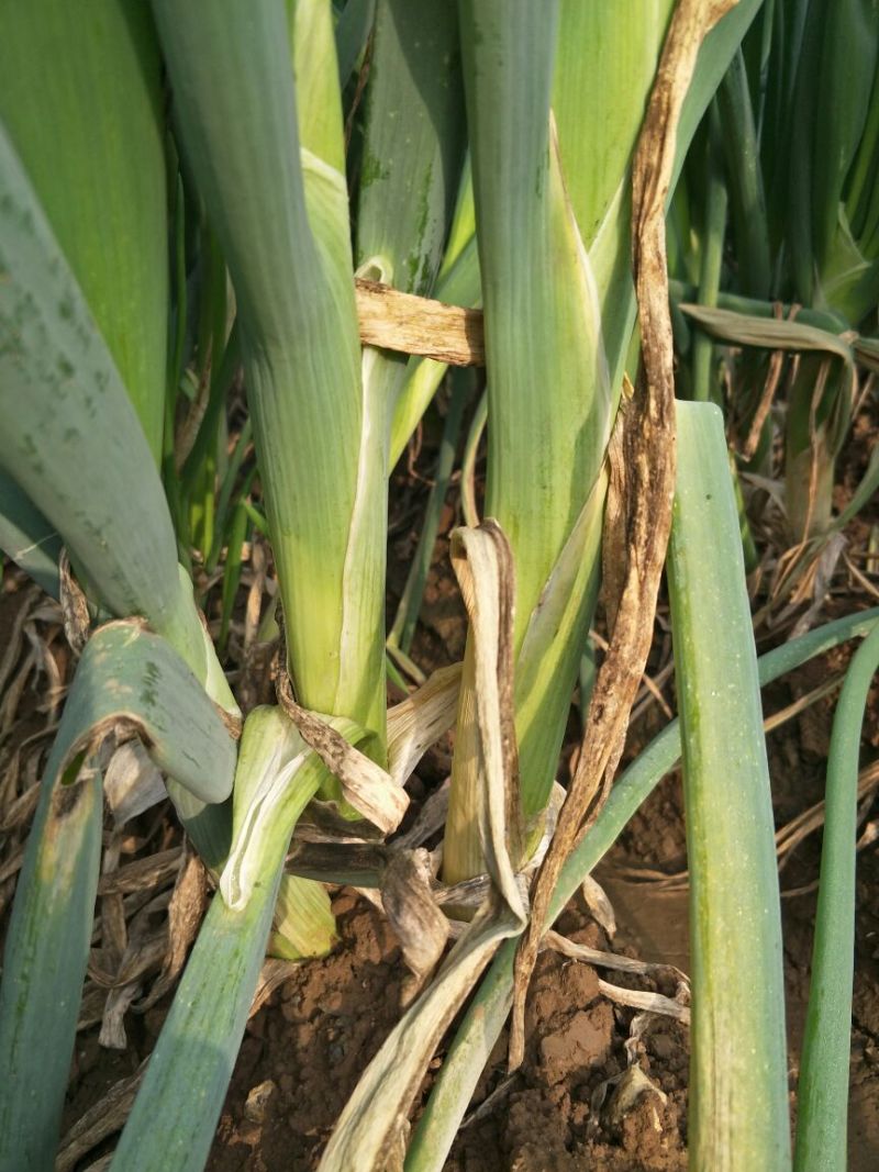长白大葱葱苗40cm