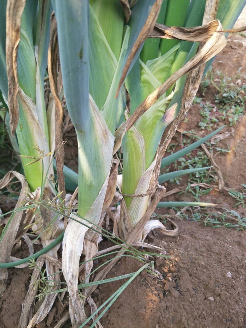长白大葱葱苗40cm