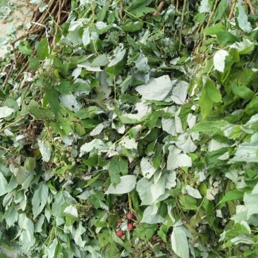 双季树莓苗10~30cm