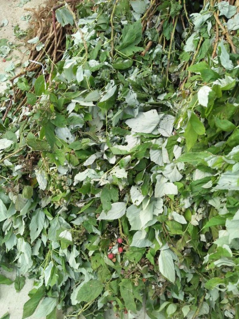 双季树莓苗10~30cm