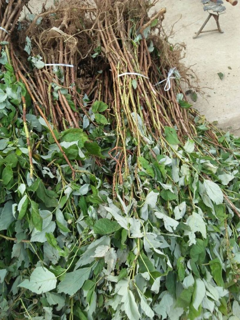 双季树莓苗10~30cm