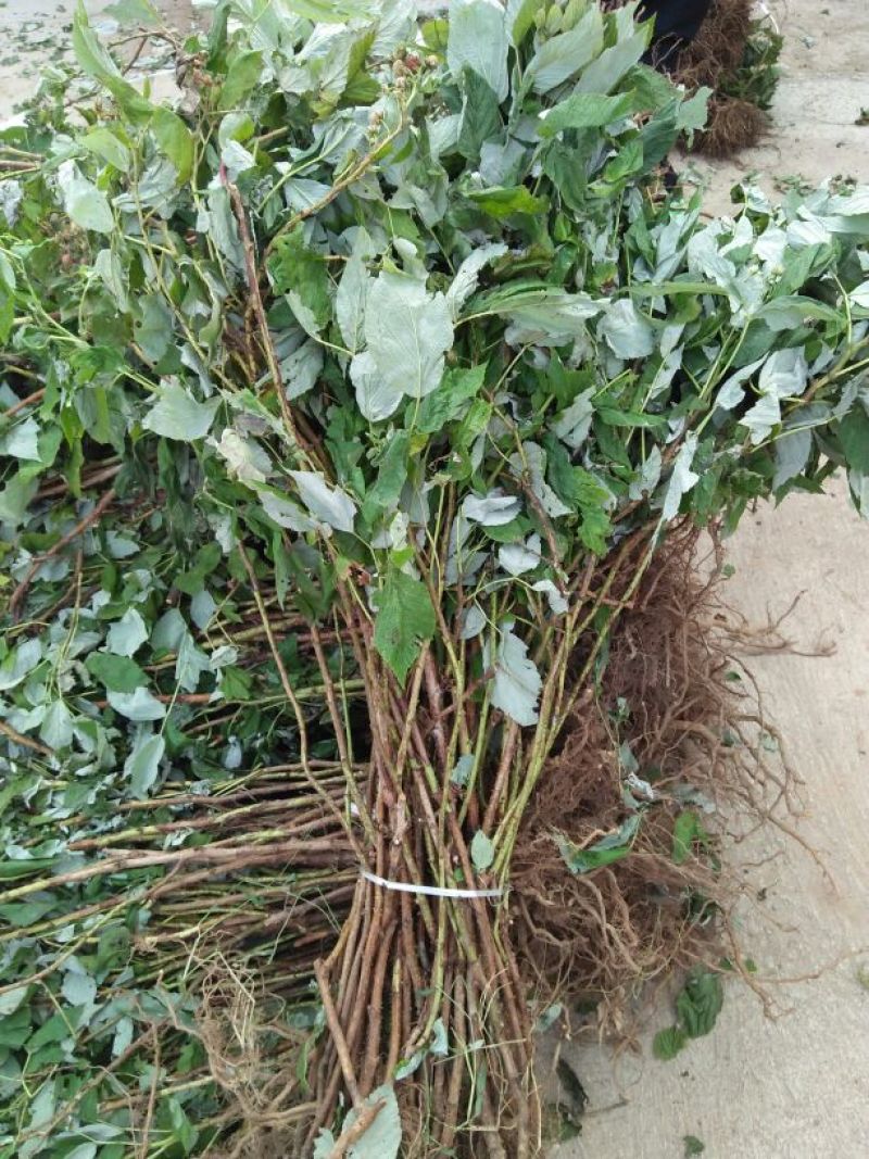 双季树莓苗10~30cm