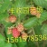 黑树莓苗10~30cm