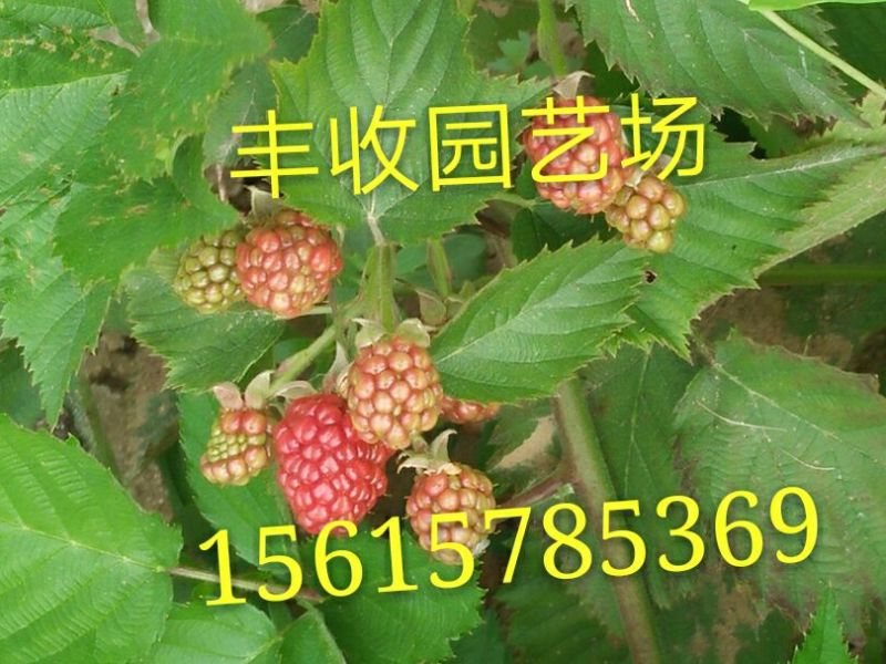 黑树莓苗10~30cm