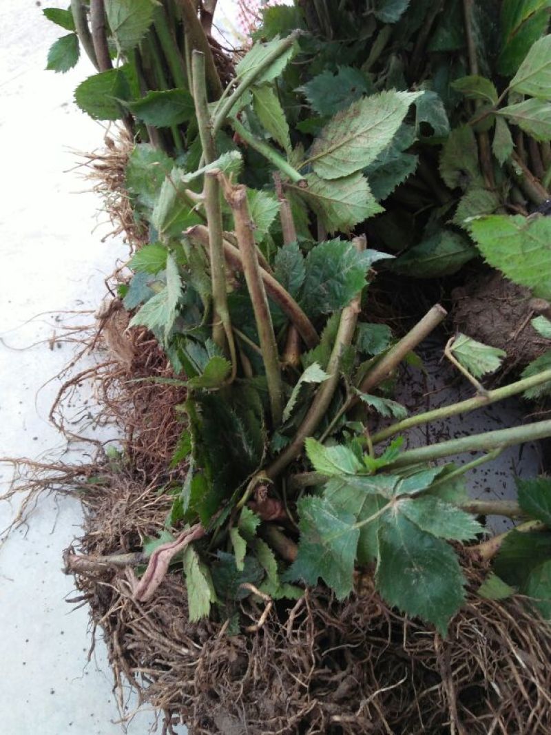 黑树莓苗10~30cm