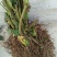 黑树莓苗10~30cm