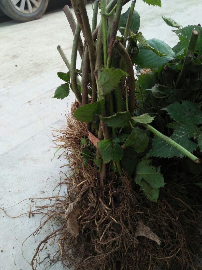 黑树莓苗10~30cm