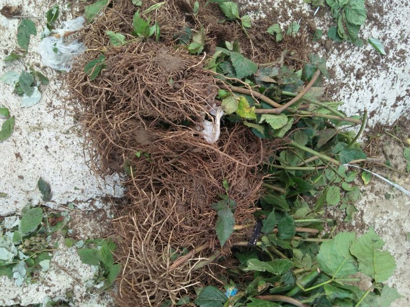 黑树莓苗10~30cm