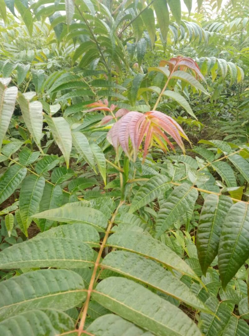 红油香椿树苗价格，泰山红油香椿苗价格矮化大棚红油香椿树