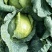 圆包菜通货3公斤以上