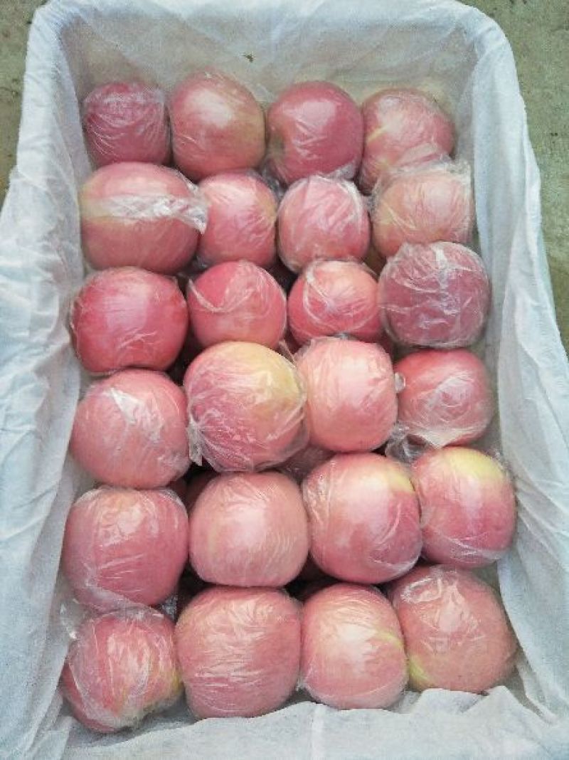 水晶富士苹果80mm以上纸+膜袋