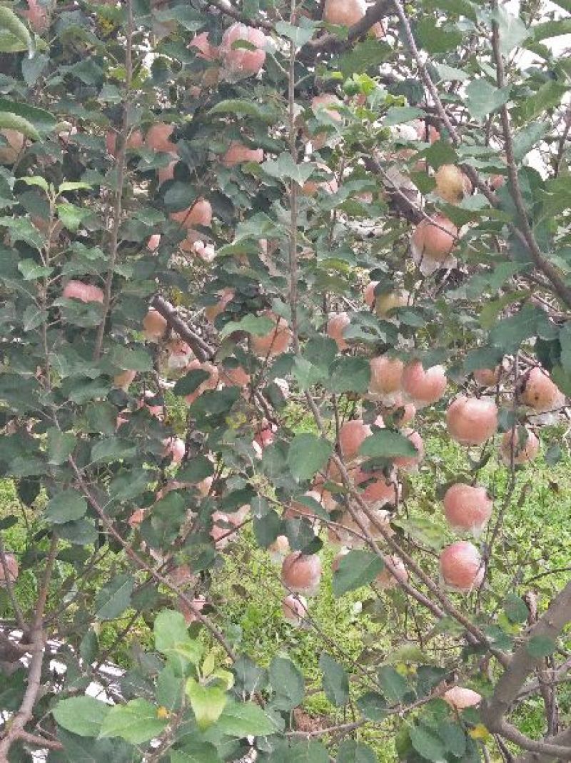 水晶富士苹果80mm以上纸+膜袋