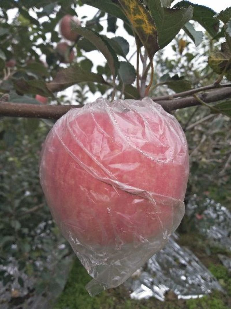 水晶富士苹果80mm以上纸+膜袋