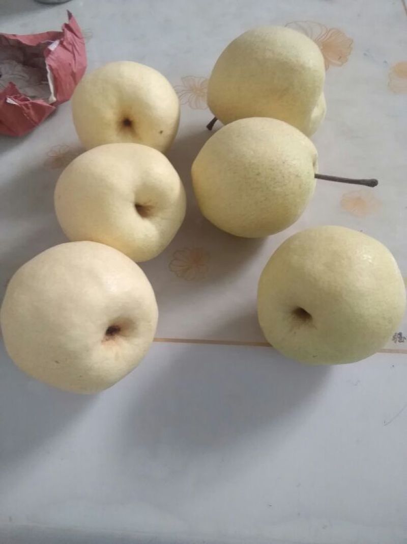 陕西渭南大荔酥梨纸袋200~250g，大量现货供应