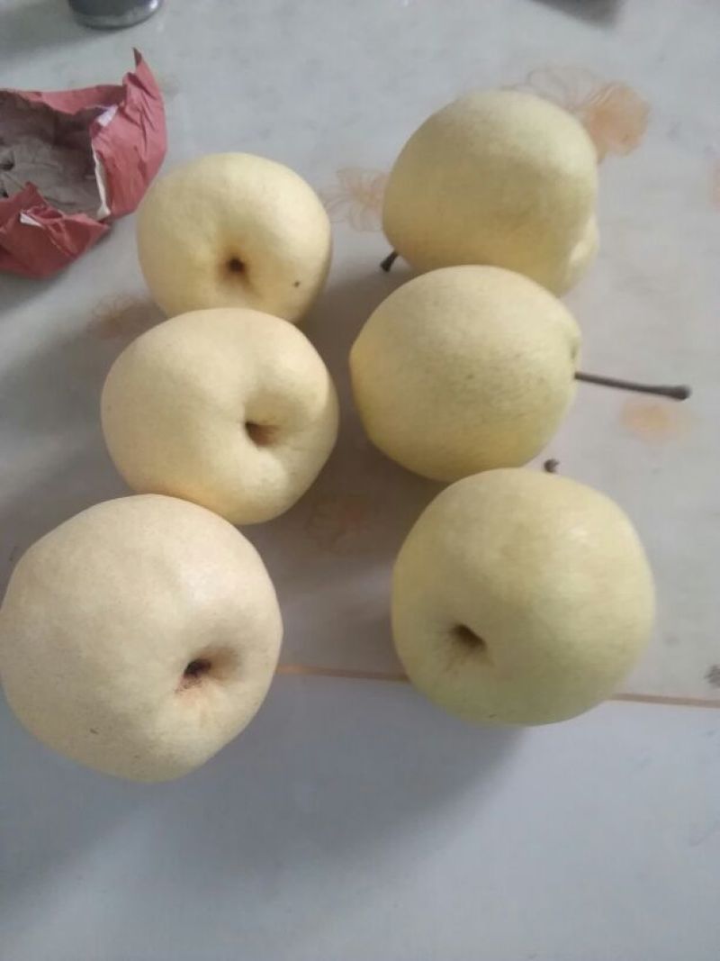 陕西渭南大荔酥梨纸袋200~250g，大量现货供应