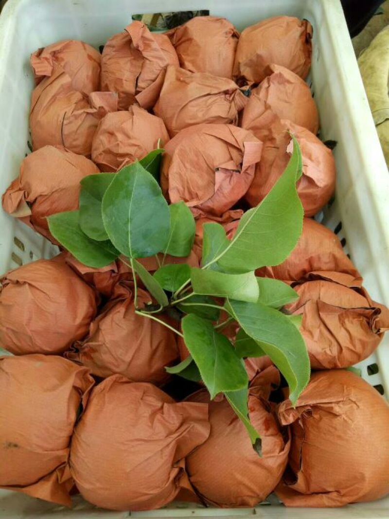 陕西渭南大荔酥梨纸袋200~250g，大量现货供应