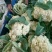 【抢购中】菜花白面青梗松花菜散花有机花