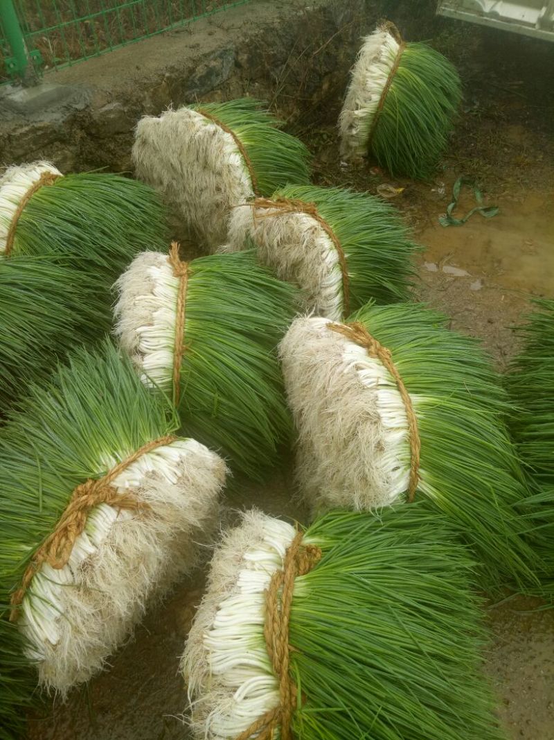 四季小葱35~40cm