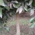 香橼树直径10-15cm