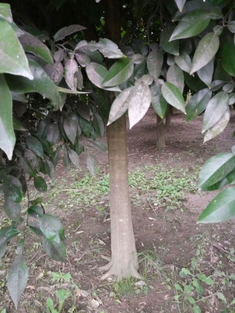 香橼树直径10-15cm