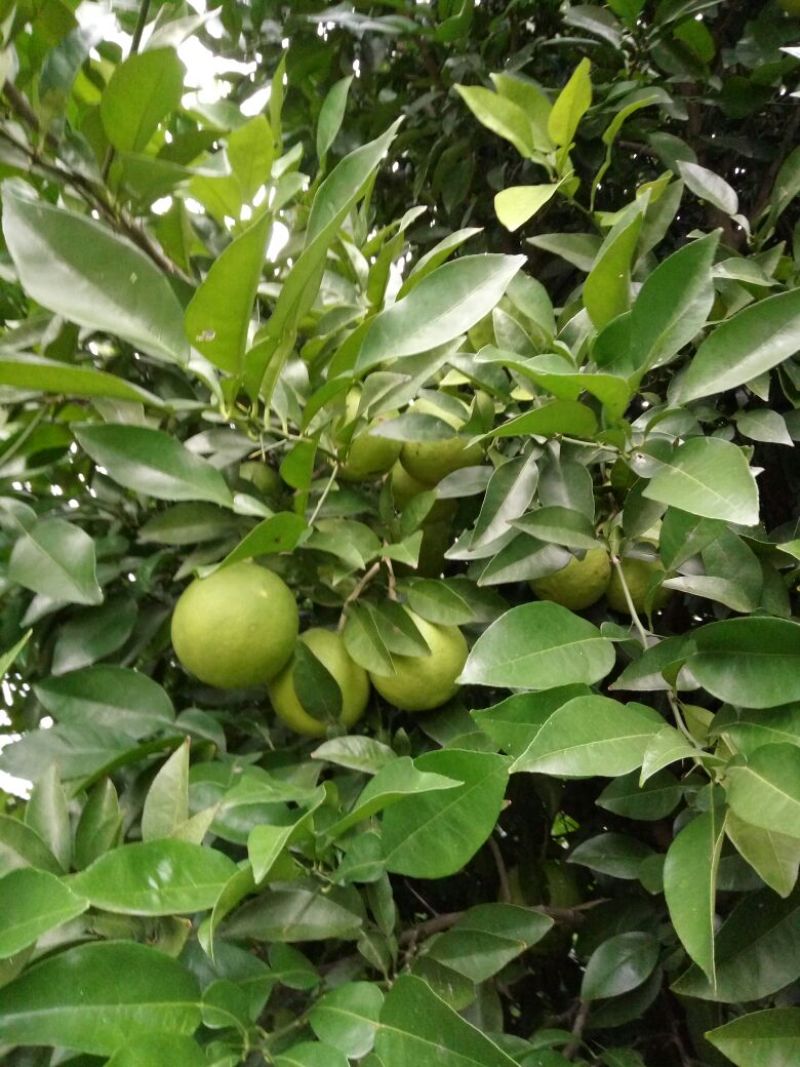 香橼树直径10-15cm