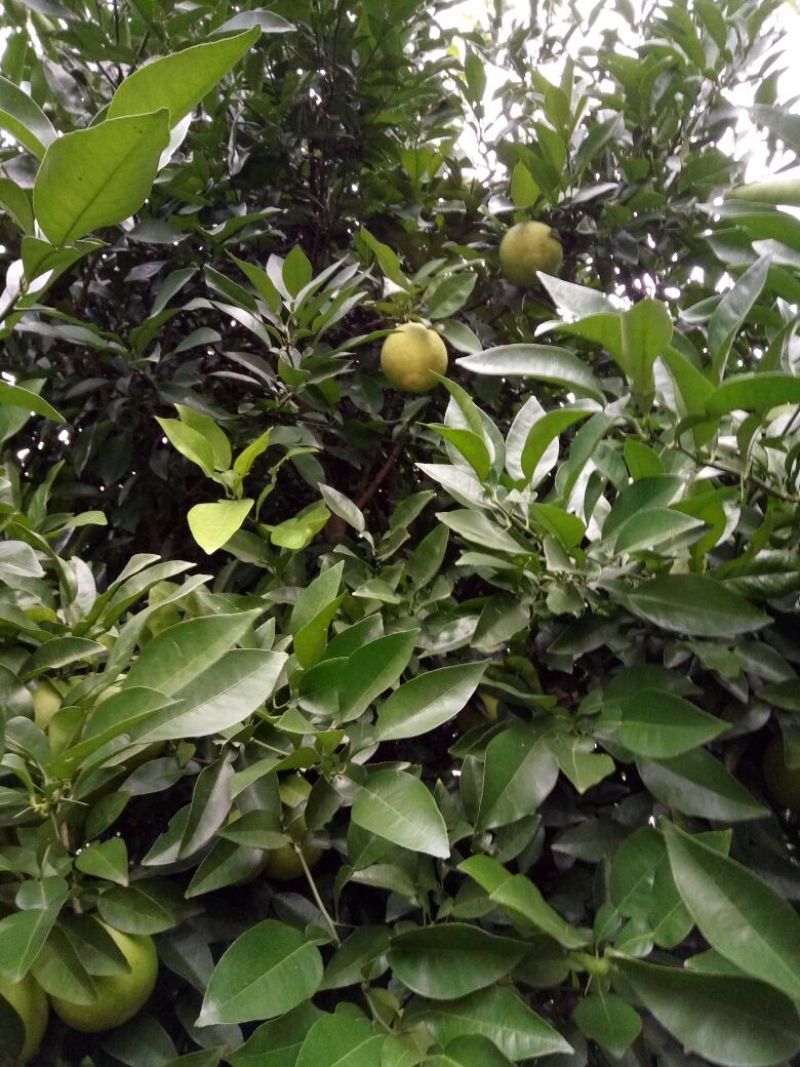 香橼树直径10-15cm