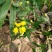 野菊花散装