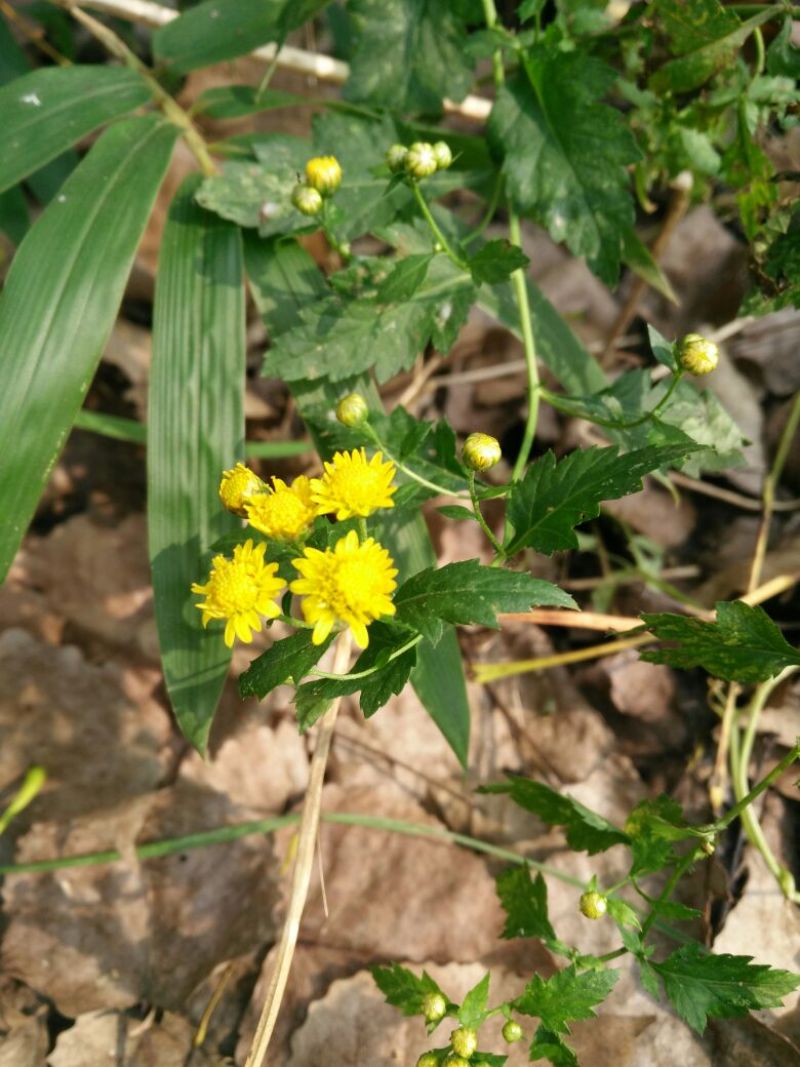 野菊花散装