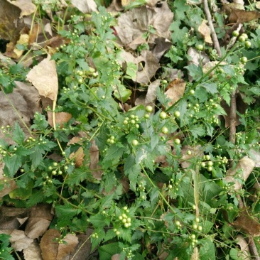 野菊花散装