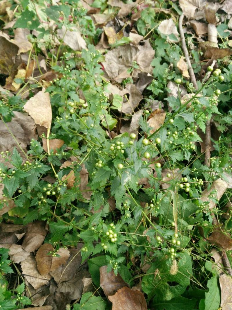 野菊花散装