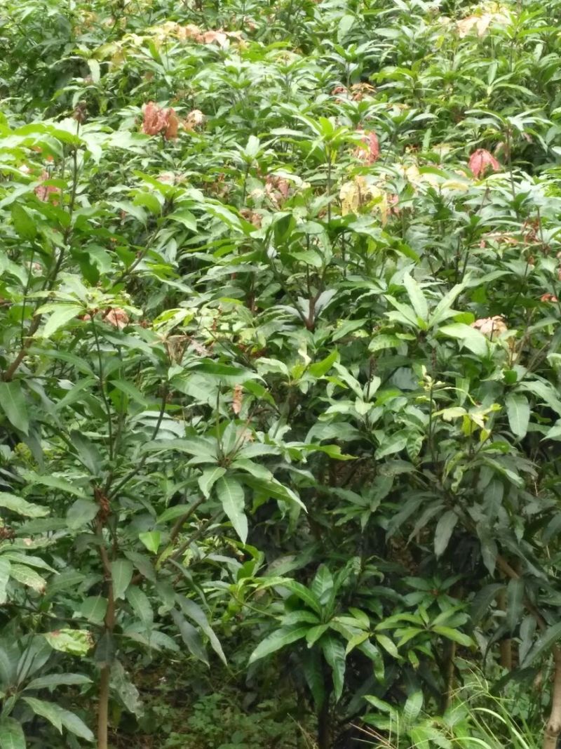 芒果树