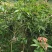 芒果树