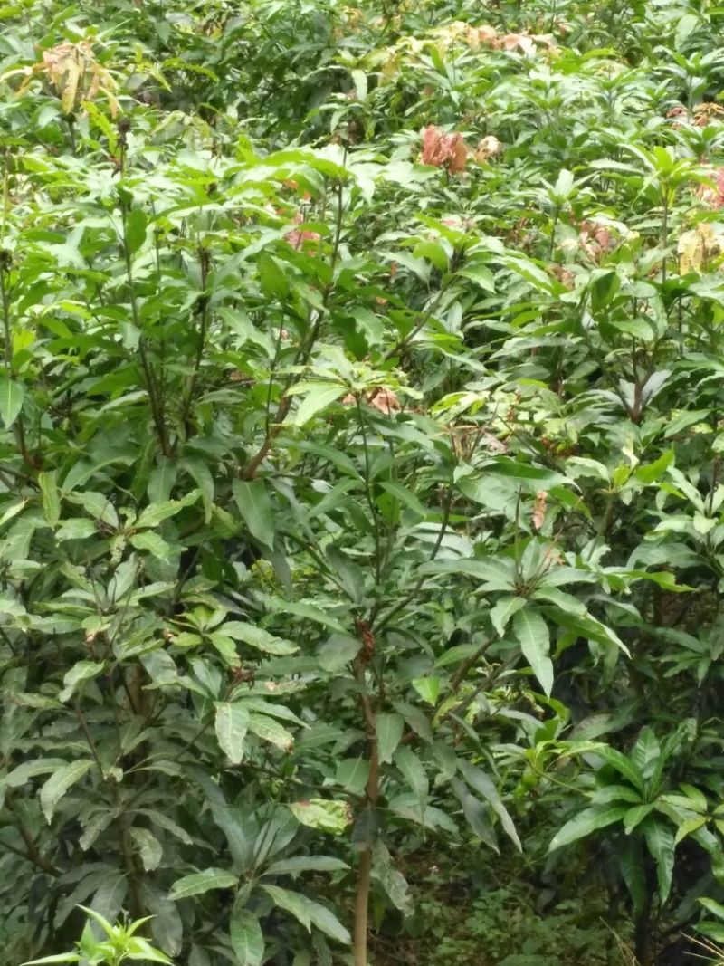 芒果树