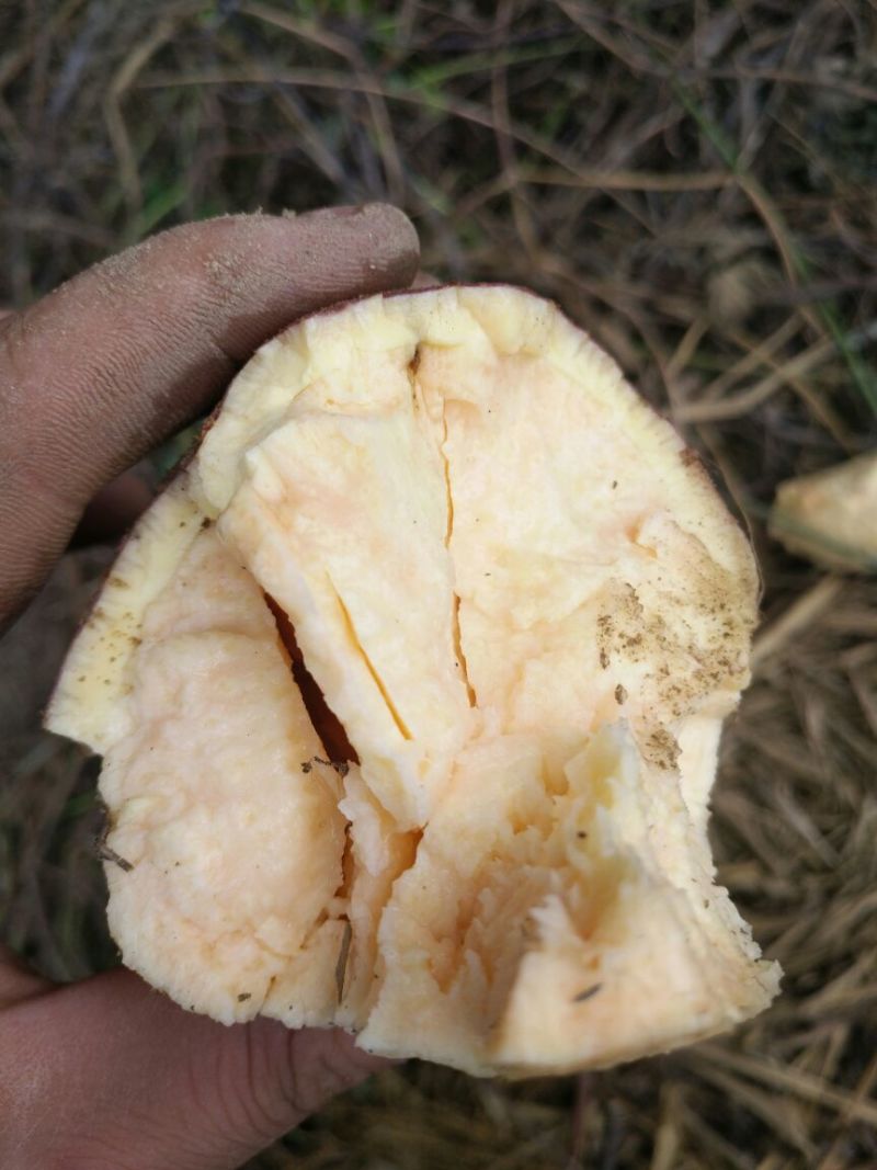 红薯商品薯黄心3两以上，地瓜，香薯
