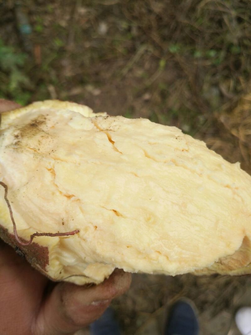 红薯商品薯黄心3两以上，地瓜，香薯