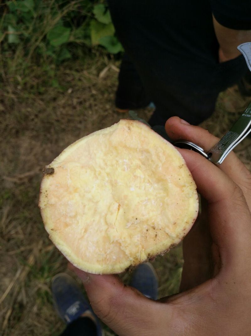 红薯商品薯黄心3两以上，地瓜，香薯