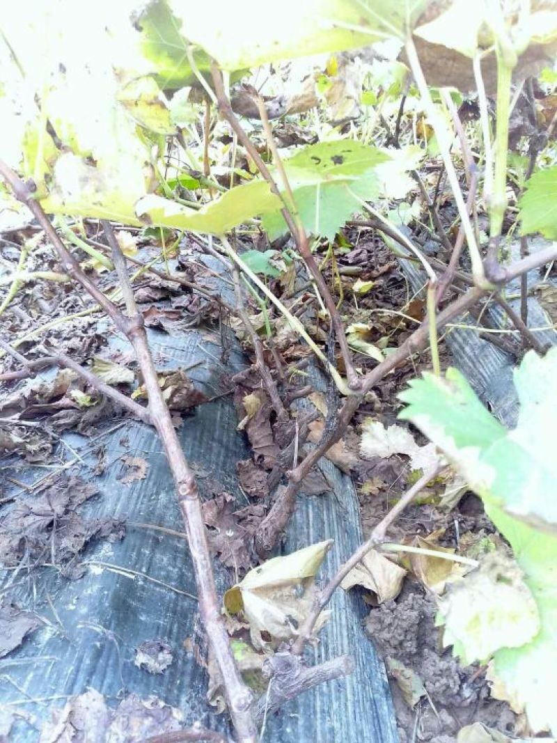 克伦生葡萄苗抗病强产量高假一赔十苗圃现挖