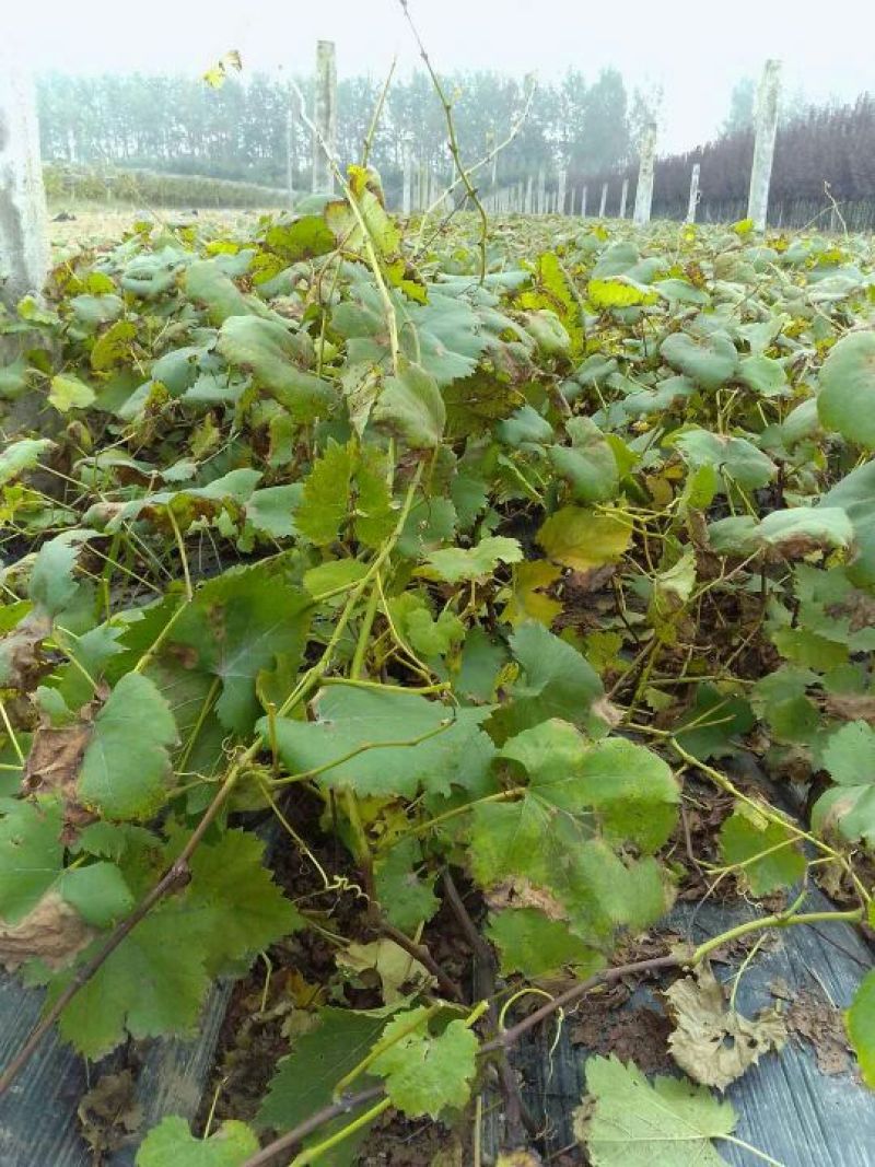 克伦生葡萄苗抗病强产量高假一赔十苗圃现挖