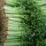 山东泰安德兴隆农业优质香芹优质香芹种植基地产地直供