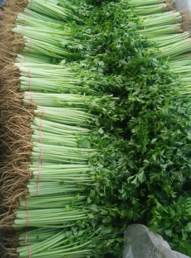 山东泰安德兴隆农业优质香芹优质香芹种植基地产地直供
