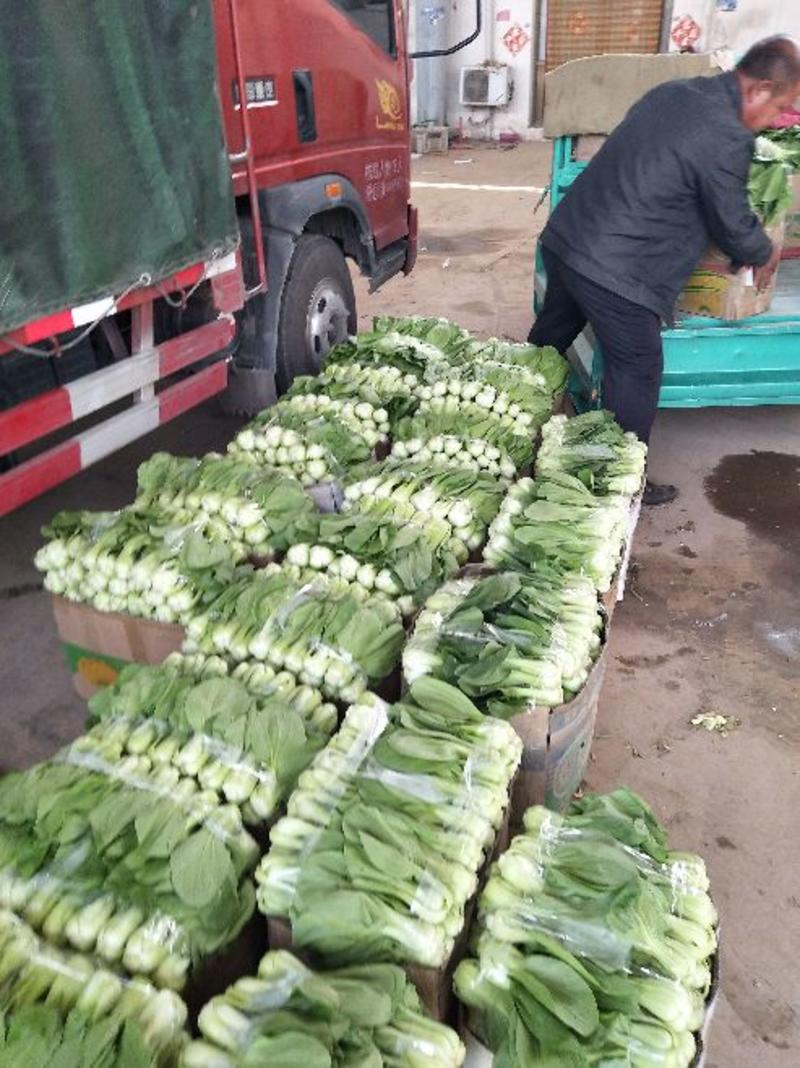 上海青小油菜3两以上颗均匀颜色绿有转业打包工人可提供打