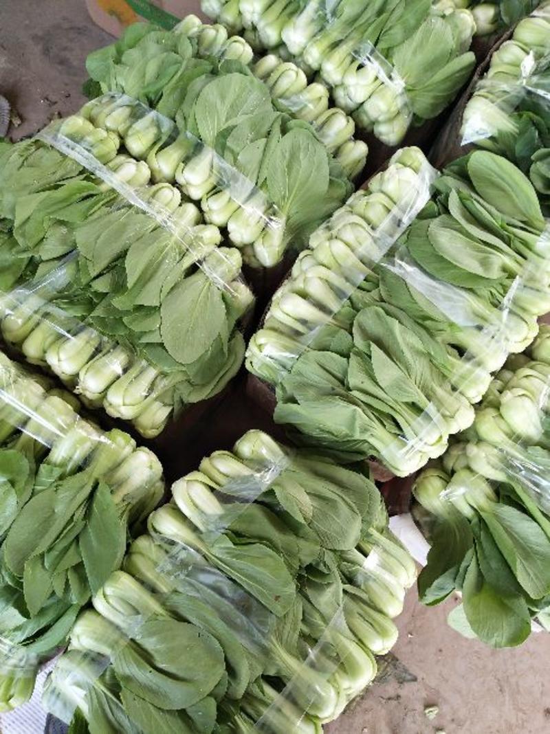 上海青小油菜3两以上颗均匀颜色绿有转业打包工人可提供打