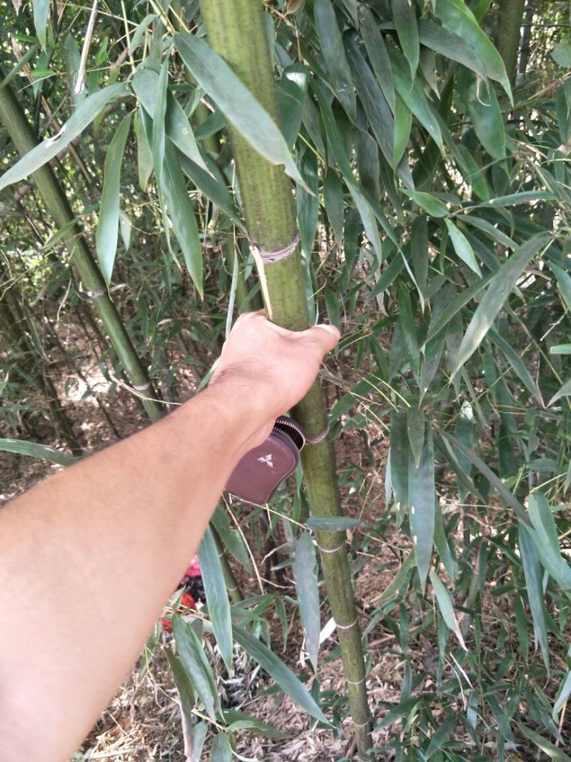 湖北绿竹，广东竹子，福建刚竹