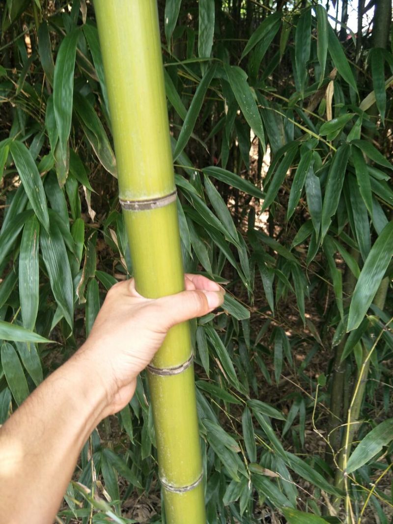 湖北绿竹，广东竹子，福建刚竹