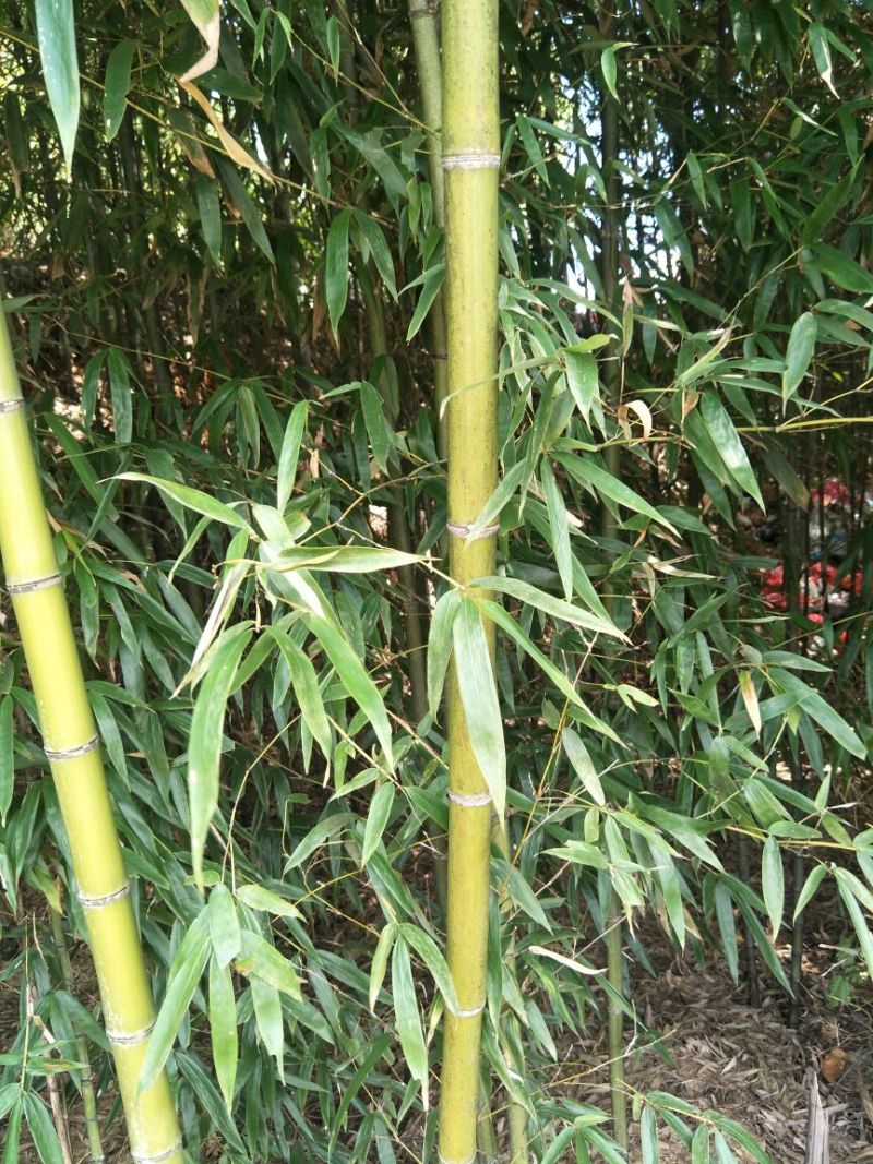湖北绿竹，广东竹子，福建刚竹