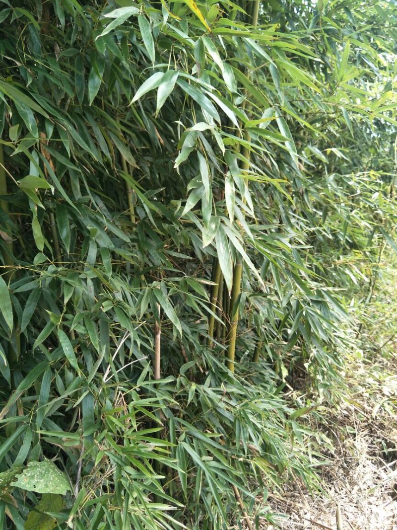 湖北绿竹，广东竹子，福建刚竹