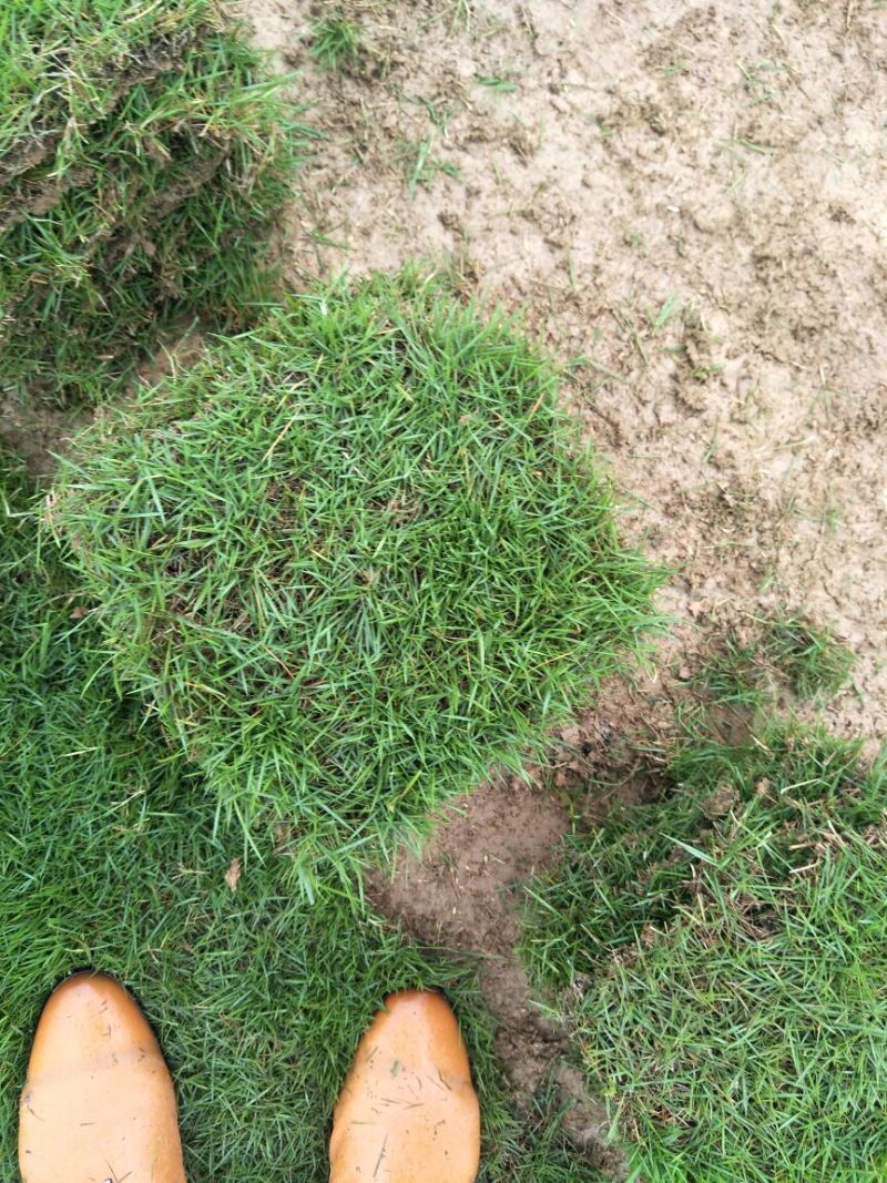 湖南郴州细叶结缕草