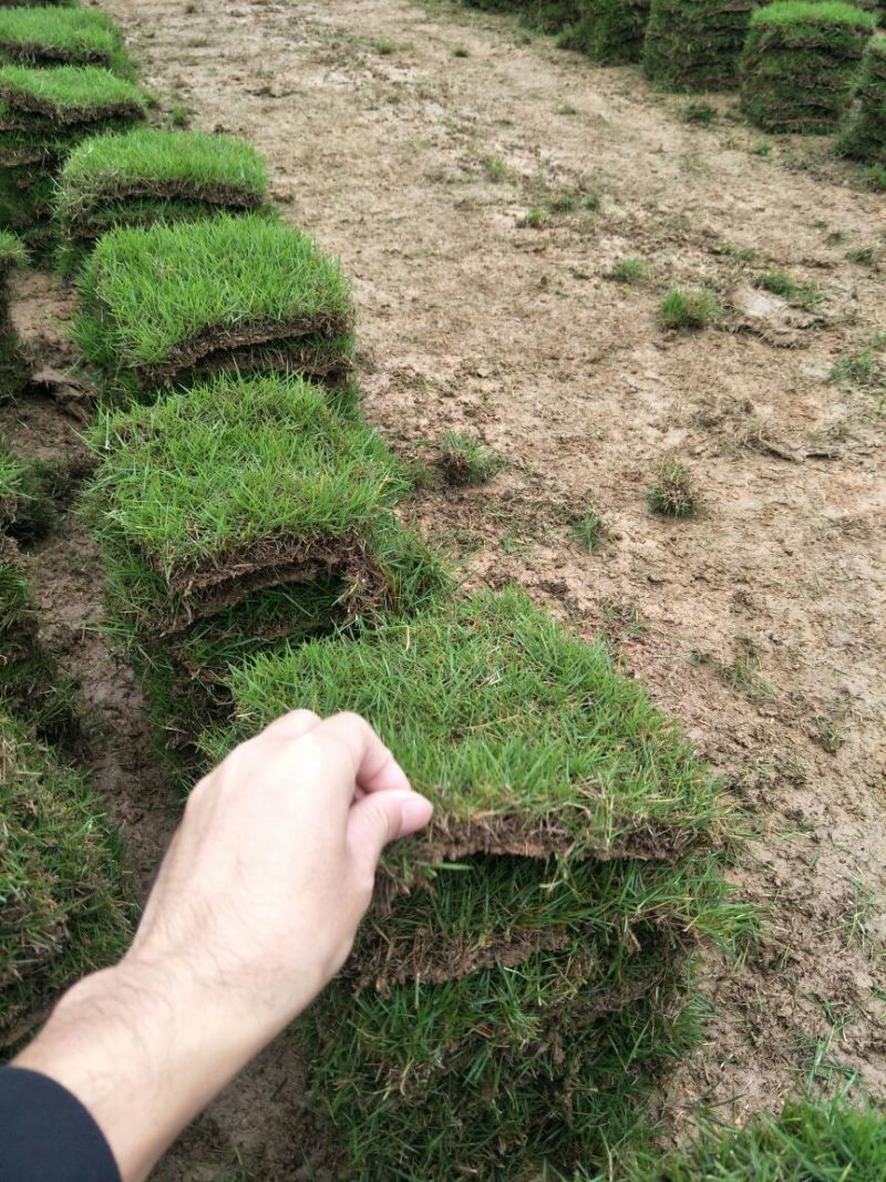 湖南郴州细叶结缕草
