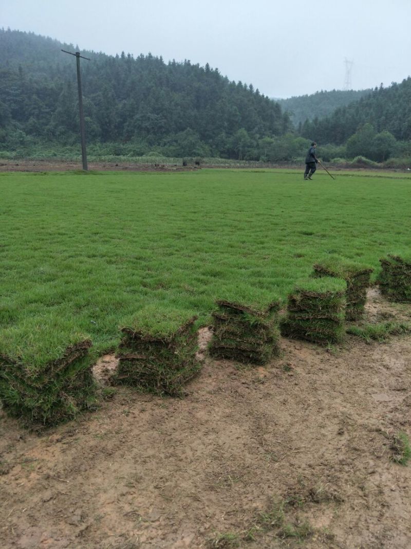 湖南郴州细叶结缕草