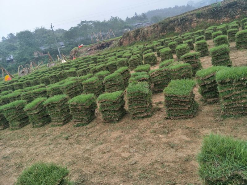湖南郴州细叶结缕草